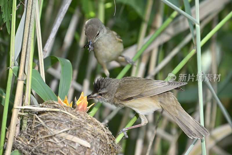 一对在巢的大苇莺(Acrocephalus arundinaceus)